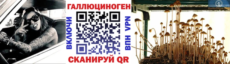 Галлюциногенные грибы Cubensis  купить закладку  Цимлянск 